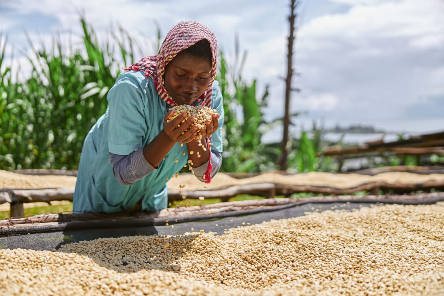 woman leaning over a trough of grains and holding some up to her face